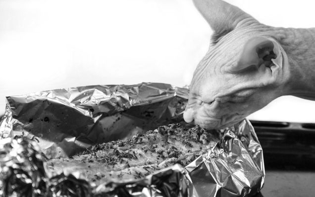 Illustration for article titled The Collected Works Of Matthew Thomas, America’s Foremost Photographer Of Cats Who Just Can’t Even